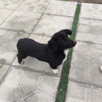 سگ خارجی بلک