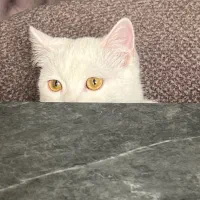 واگذاری گربه بریتیش