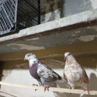 ی جفت گرگی استثنایی|پرنده|تهران, شهرک استقلال|دیوار