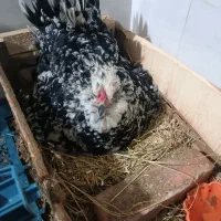 مرغ گلین لری همراه جوجه