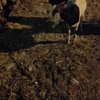 بز واسه فروش داریم