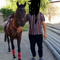 اسب مادیان 17ماهه