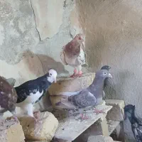 ۸ تا کفتر پرشی