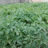 انواع نشا گوجه فلفل بادمجان بامیه دینور