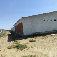 سالندار مرغداری