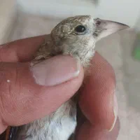 جوجه سهره همه چی تمام