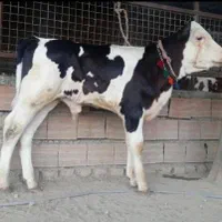 خواص ترین حیوانات