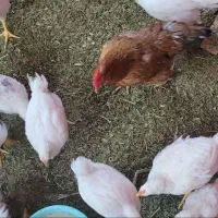 جوجه مرغ خروس|حیوانات مزرعه|کرمانشاه, |دیوار