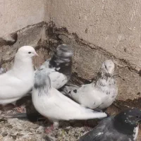 کفتر|پرنده|اندیشه, شهرک مریم|دیوار