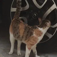 گمشده|حیوانات|رشت, معلم|دیوار