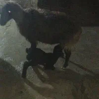 میشو بره نر پاشه یک عدد بره ماده لنگه سه قلو|حیوانات مزرعه|داراب, |دیوار