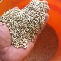 جو ۶ پر برا کاشت