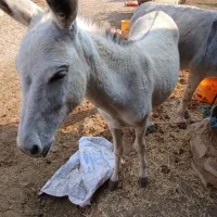 خر نر برای فروش|حیوانات مزرعه|باوی, |دیوار