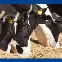 استخدام در گاوداری