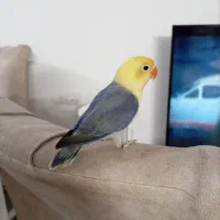 طوطی کوتوله برزیلی