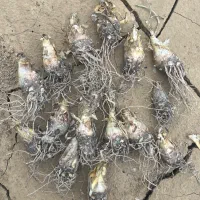 فروش پیاز گل مریم