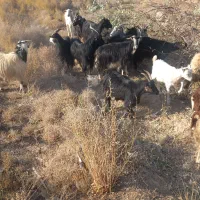 بره بزغاله بز گوسفند میش|حیوانات مزرعه|کاشان, راوند|دیوار