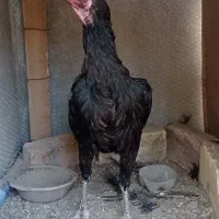 دوتا ماده مرغ نسلدار