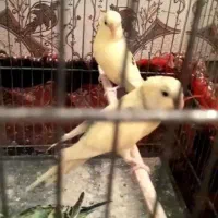 مرغ عشق و کفتر