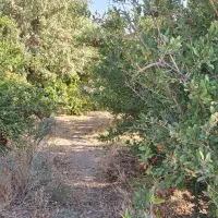 اجاره باغ انار|اجارهٔ دفتر صنعتی، کشاورزی، تجاری|دهاقان, |دیوار