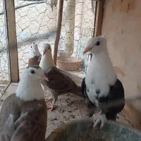 کبوتر  کربلایی . کلسفید