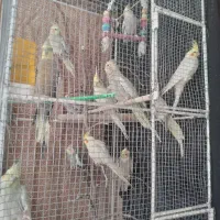 طوطی برزیلی وعروس هلندی|پرنده|بیرجند, |دیوار