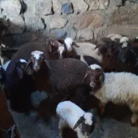 برهبرایفروش|حیوانات مزرعه|موچش, |دیوار