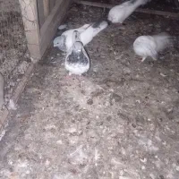 سپه