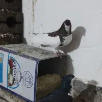 کبوتر خوشرنگ|پرنده|فولادشهر, سایت صنعتی کاوه|دیوار