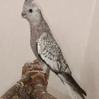 عروس هلندی ایزابل دون خور
