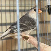 فنچ کینگ سایز ماده فول اورنج اورجینال