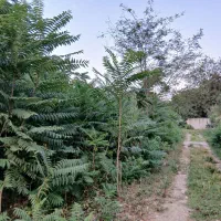316متر-زمین-مسکونی-دور-دیوار-جاده-قلعه-رودخان