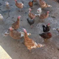 بوقلمون های ماده و نر سرجمع و تکی|حیوانات مزرعه|دیواندره, |دیوار