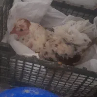 مرغ کرچ گلین