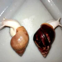 حلزون پرورشی