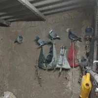 کفتر فروشی ۴۰تا جوانه سبز آلمانی|پرنده|ملک‌آباد, |دیوار