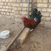 خروس|حیوانات مزرعه|اصفهان, کوی امیریه|دیوار