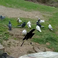 کبوتر|پرنده|چگنی, |دیوار