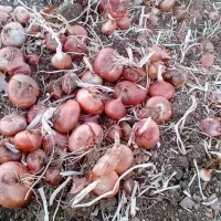 پیاز کوردی ( گازرخانی )|عمده‌فروشی|جوانرود, |دیوار