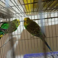 جفت مرغ عشق نر و ماده مولد خونگی تخم گذار|پرنده|شیراز, جانبازان|دیوار