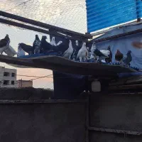 کبوتر پرشی تهرانی