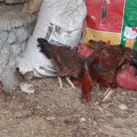 جوجه لاری|حیوانات مزرعه|شیروان (خراسان), |دیوار