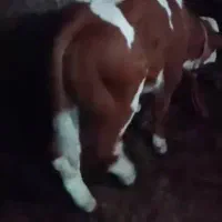 گوسالع قطع شیر