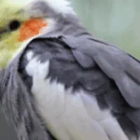 تخم عروس هلندی نطفه دارصددرصددار