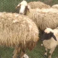 گوسفند سه شکم  آبستن