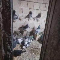 کفتر پرشی|پرنده|چناران, |دیوار