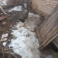 سگ گله وخاموش جوان