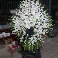 تاج گل|گل و گیاه طبیعی|تهران, دبستان|دیوار