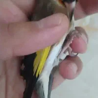 سهره لر، جفتی قناری، حلقه پا|پرنده|تهران, عبدل‌آباد|دیوار