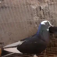 کبوتر|پرنده|قشم, |دیوار